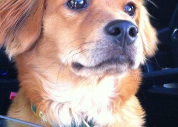 Cocker Spaniel Dachshund Mix (Docker Dog)- Breed Details