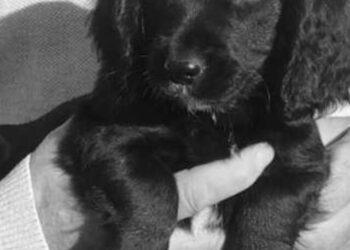 Cocker Spaniel Dachshund Mix (Docker Dog)- Breed Details