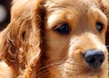 Golden Cocker Retriever- A Good Apartment Dog?