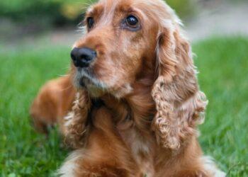Golden Cocker Retriever- A Good Apartment Dog?