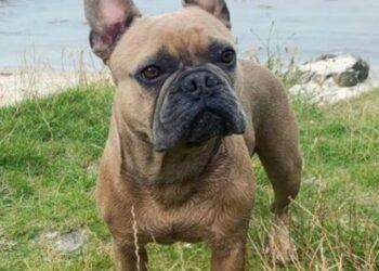 French Bulldog dies of 'substance' ingestion, leaves Owners devastated