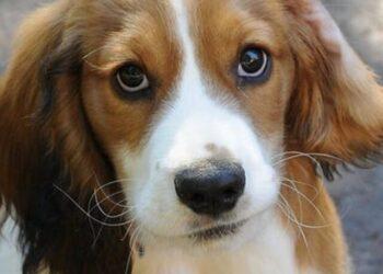 Basset Hound Cocker Spaniel Mix- Breed Details