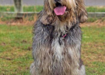 otterhound
