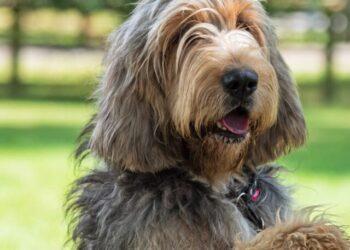 Top 10 Canine Breeds Ranking as Best to Worst Swimmers