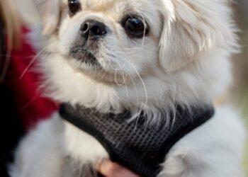 Cocker Spaniel Pekingese Mix: FAQs and Breed Details