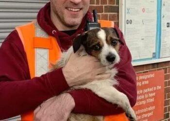 Dog Miraculously Rescued from Busy Train Line