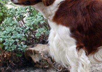 Sable Springer Spaniel- Facts and Images