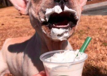 starbucks-puppuccino-696x928--2-_30092019092710