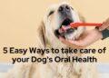 5 Easy Ways to take care of your Dog's Oral Health