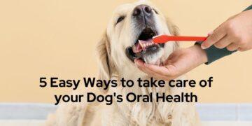 5 Easy Ways to take care of your Dog's Oral Health