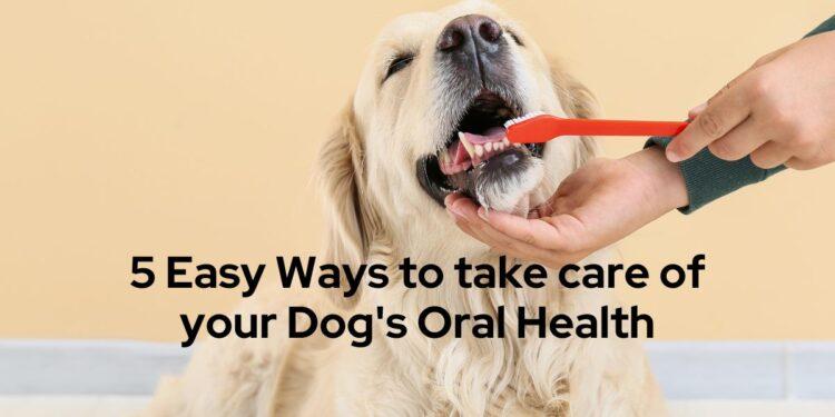 5 Easy Ways to take care of your Dog's Oral Health