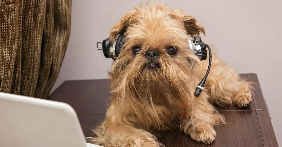 Best Music Playlists for your Dogs while travelling in the Car
