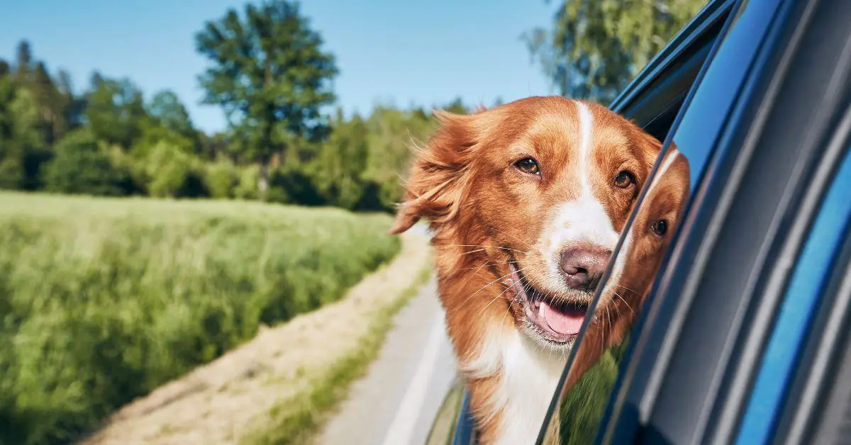 Best Music Playlists for your Dogs while travelling in the Car
