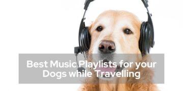 Best Music Playlists for your Dogs while travelling in the Car