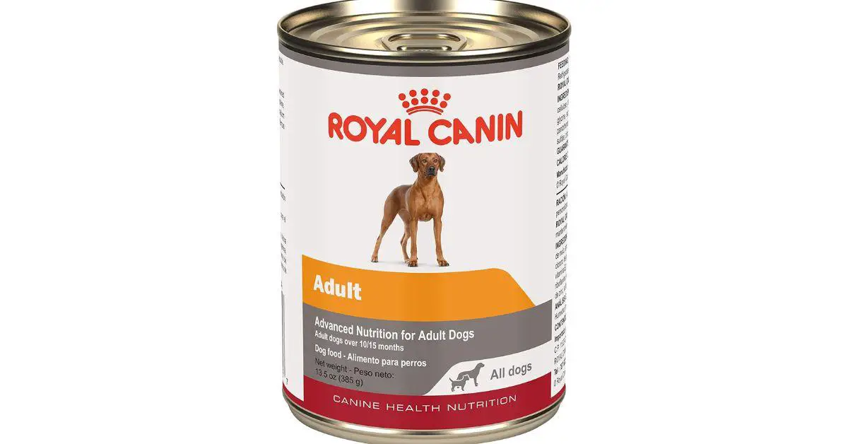 Best Wet Dog Food for Blue Roan Spaniels