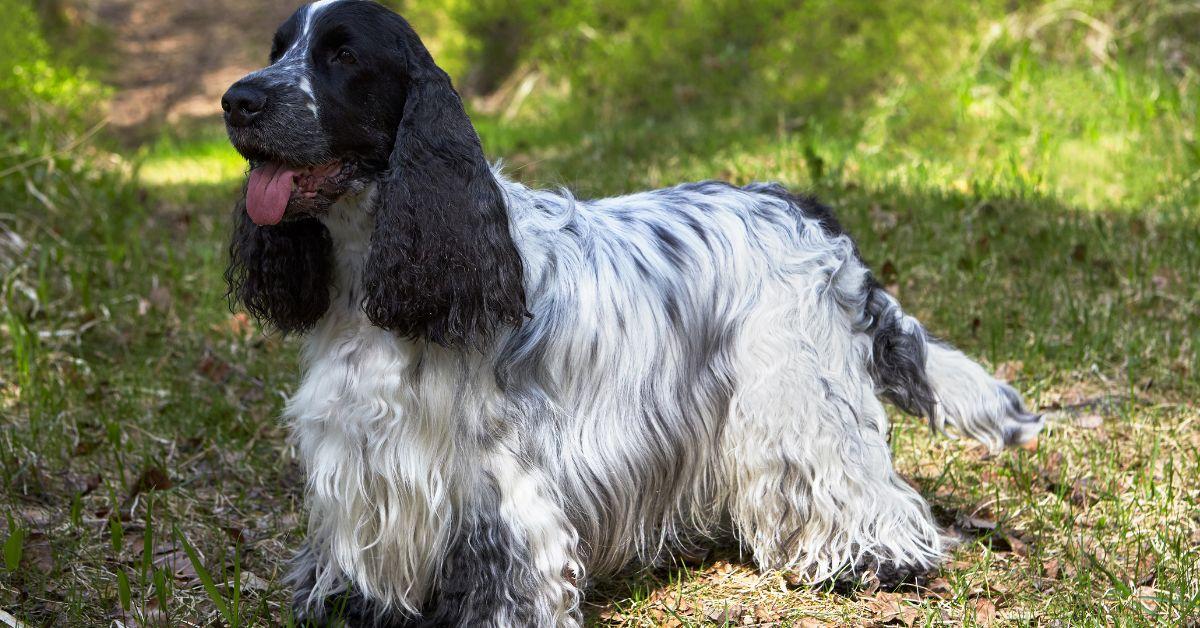 Blue Roan Cocker Spaniel Temperament- All that you want to know