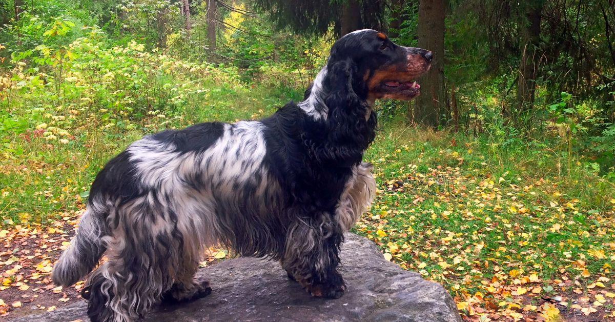 Blue Roan Cocker Spaniel Temperament- All that you want to know
