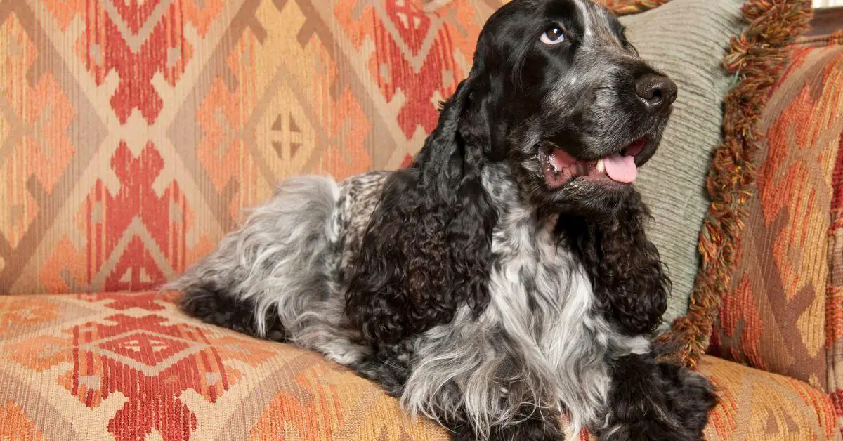 Blue Roan Cocker Spaniel Temperament- All that you want to know