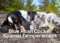 Blue Roan Cocker Spaniel Temperament- All that you want to know