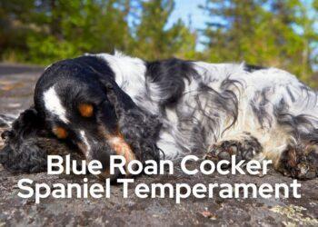 Blue Roan Cocker Spaniel Temperament- All that you want to know