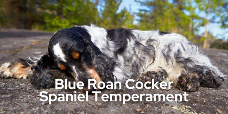 Blue Roan Cocker Spaniel Temperament- All that you want to know