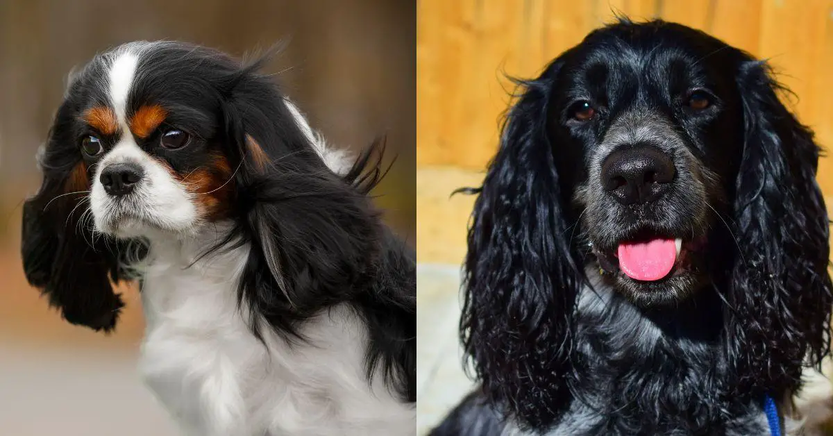 Blue roan cocker spaniel vs. kings Charles spaniel- all that you want to know