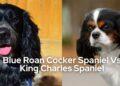 Blue roan cocker spaniel vs. kings Charles spaniel- all that you want to know