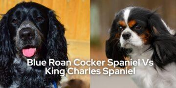 Blue roan cocker spaniel vs. kings Charles spaniel- all that you want to know