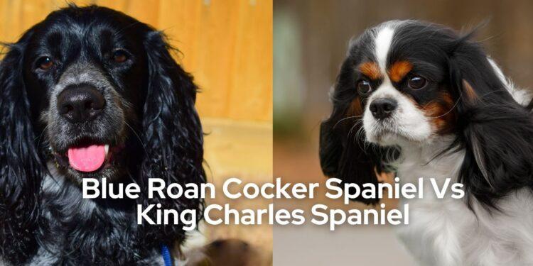 Blue roan cocker spaniel vs. kings Charles spaniel- all that you want to know
