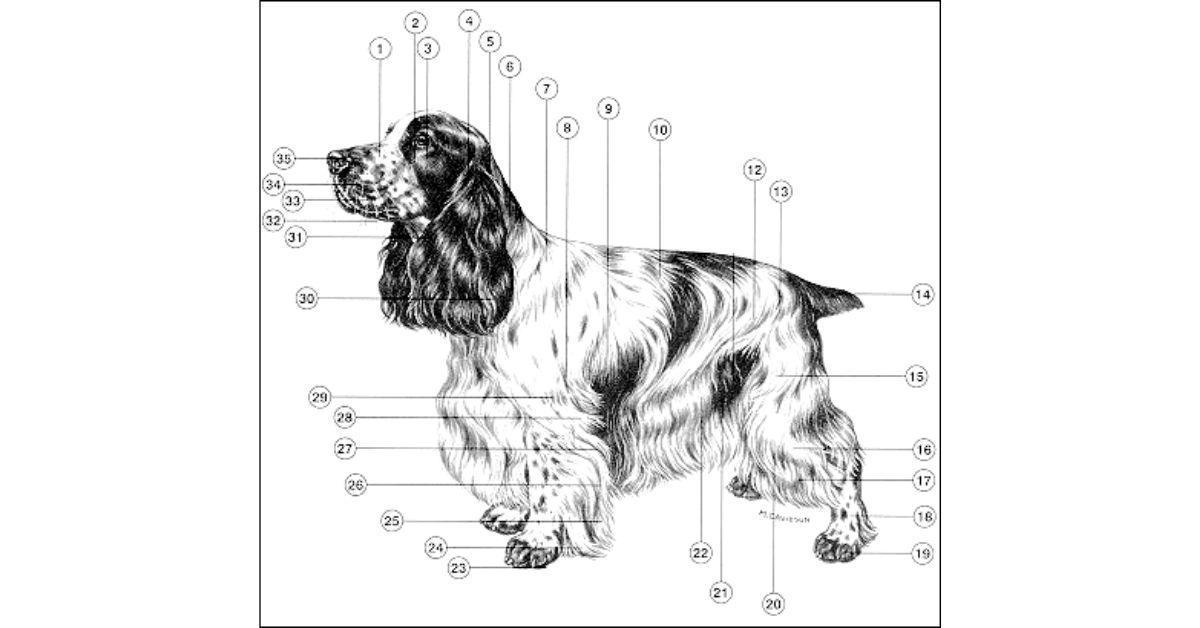 Blue Roan Cocker Spaniel Vs. Kings Charles Spaniel- All that you want to know