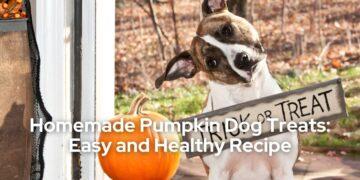 Homemade Pumpkin Dog Treats Easy and Healthy Recipe