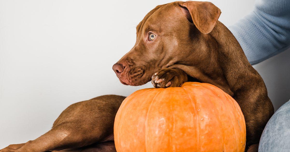 Pumpkin for Spaniel Dogs Precautions You Need to Know