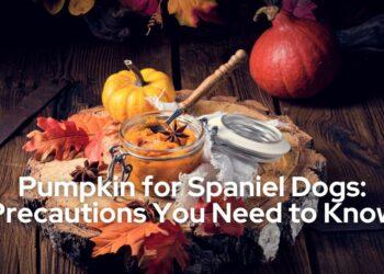 Pumpkin for Spaniel Dogs Precautions You Need to Know