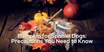 Pumpkin for Spaniel Dogs Precautions You Need to Know