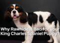 Why Rawhide is Bad for your King Charles Spaniel Puppy: The Negative Effects
