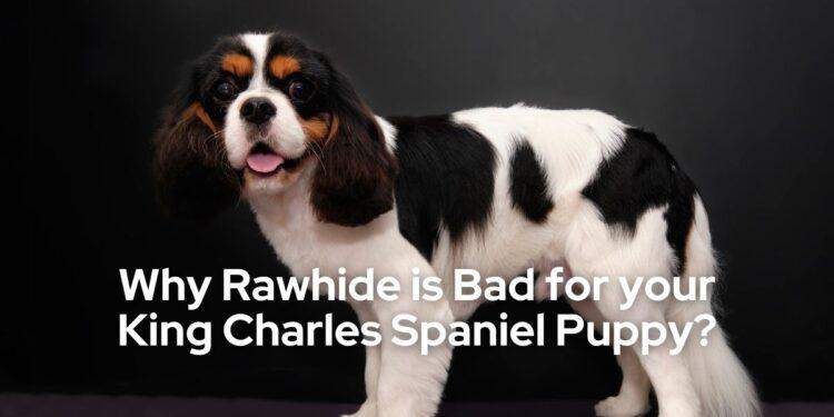 Why Rawhide is Bad for your King Charles Spaniel Puppy: The Negative Effects
