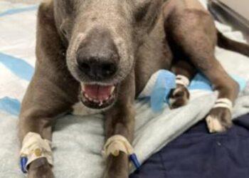 Blue Lacy Dog Survives Gunshot Wound to Stomach