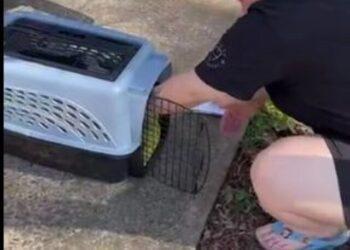 Shelter Nourishes Lost Puppy of 3 Years before Reuniting with Owner