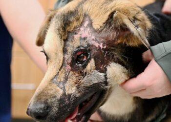 Rescued Iranian Dog to Undergo Eyelid Surgery