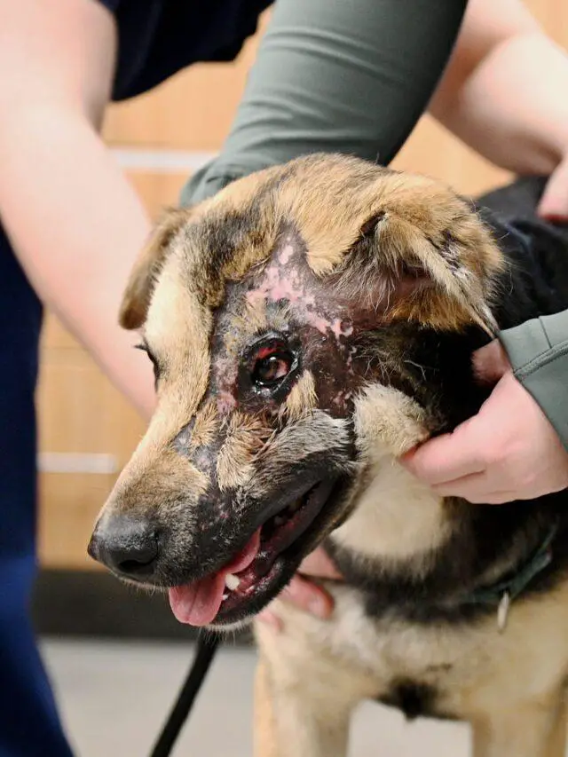 Rescued Iranian Dog to Undergo Eyelid Surgery