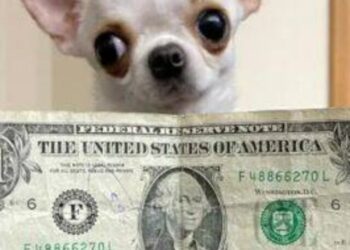 Guinness World Records Declare World's Smallest Dog