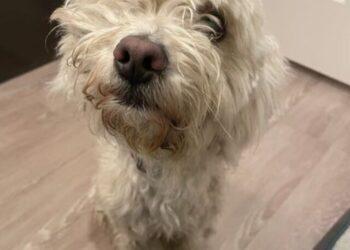 Stray Dog Finds Forever Home after Walking onto a Front Porch