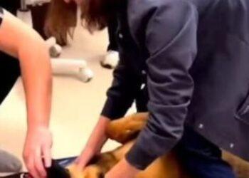 Vet Saves Dog from Choking a Toy, Receives Applause from Crowd