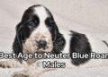 Best Age to Neuter Blue Roan Males