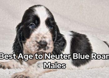 Best Age to Neuter Blue Roan Males
