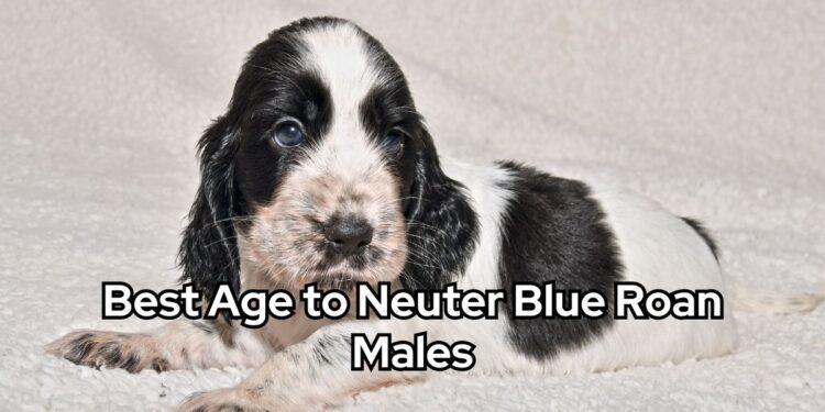 Best Age to Neuter Blue Roan Males
