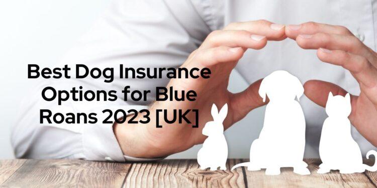Best Dog Insurance Options for Blue Roans 2023 [UK]