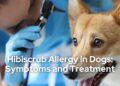 Hibiscrub Allergy in Dogs Symptoms and Treatment