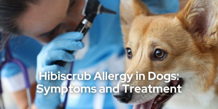 Hibiscrub Allergy in Dogs Symptoms and Treatment