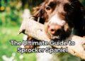The Ultimate Guide to Sprocker Spaniel Breed Information Traits, Care, and Training